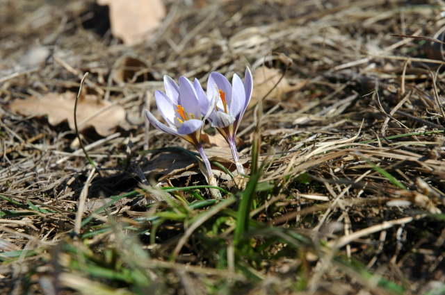 Crocus biflorus / Zafferano selvatico